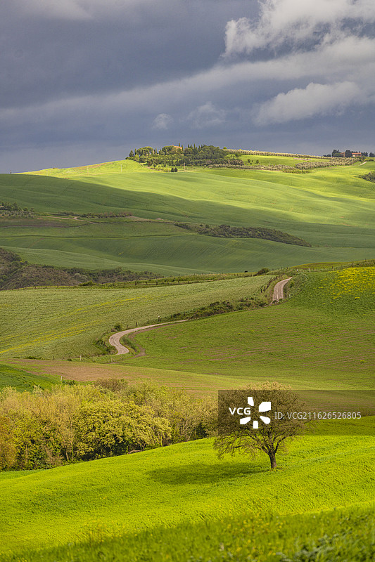 春季托斯卡纳的绿色田野图片素材