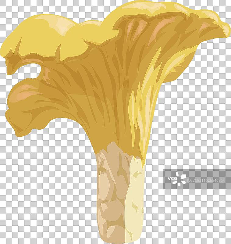 用于制作艺术画笔的鸡油菌图片素材