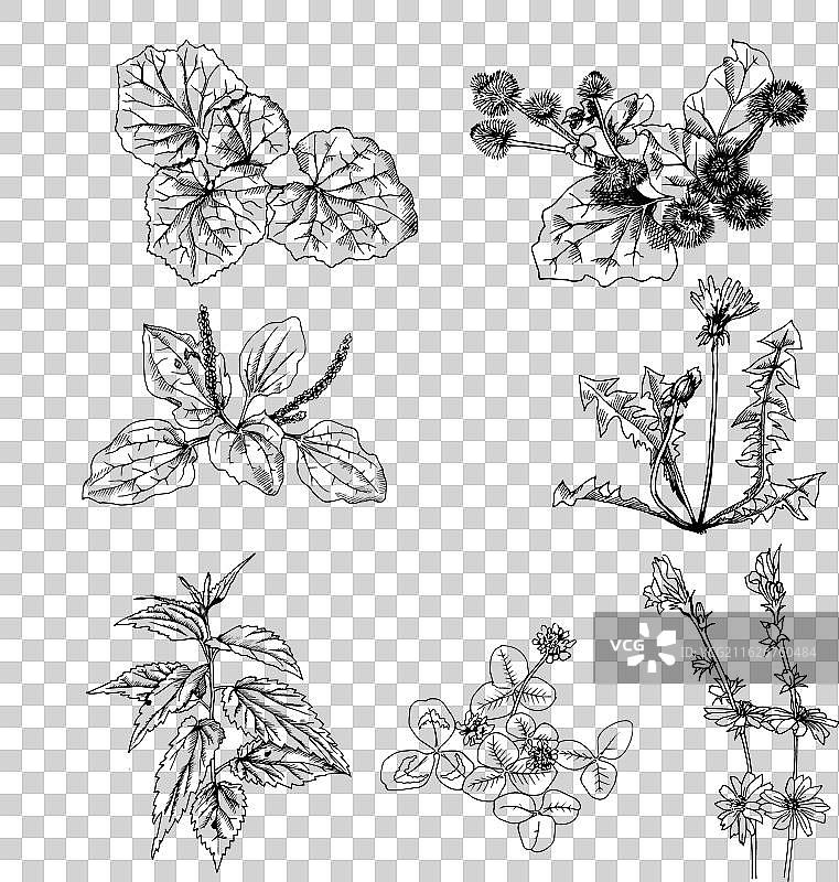 一套黑白线条风格的田野香草插画图片素材