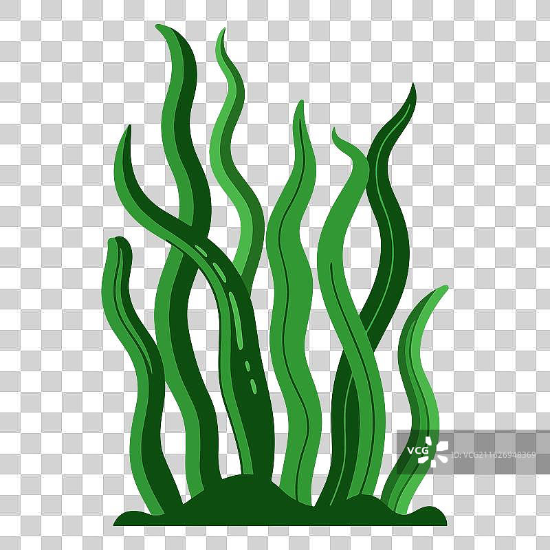 绿色藻类和海生植物，非常适合海洋主题图片素材