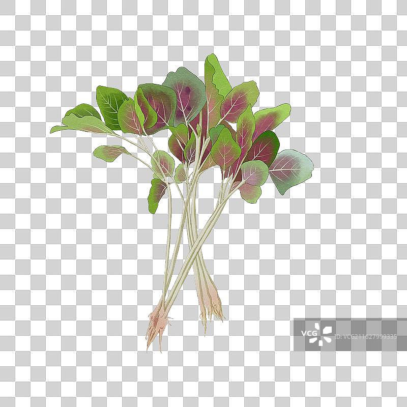 苋菜元素图片素材
