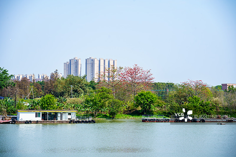 佛山顺德勒流周边河边的木棉树图片素材