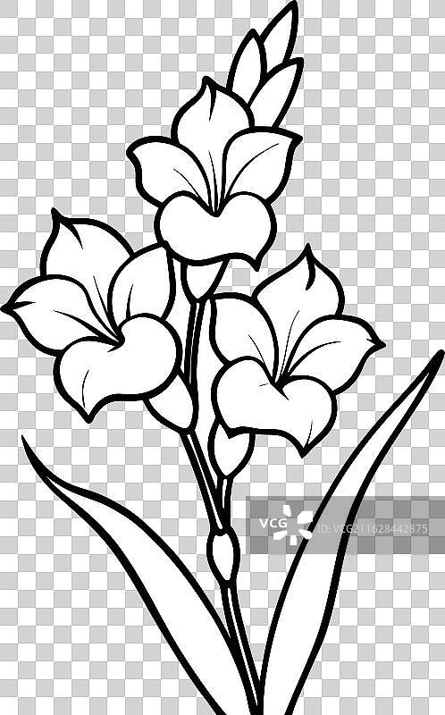 扁平的唐菖蒲花图片素材