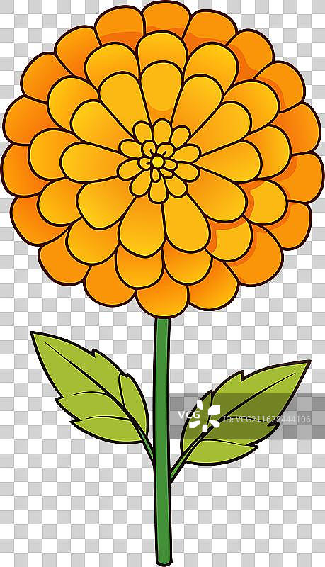 橙色万寿菊花卉设计元素图片素材