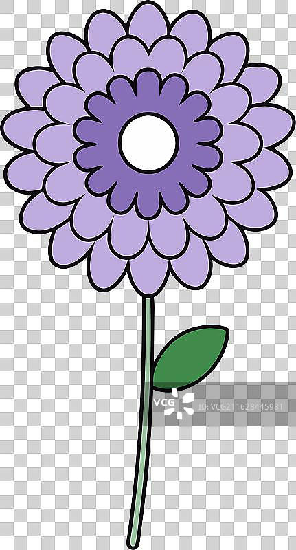 白色背景上的红花酢浆草插画，一种花园植物图片素材