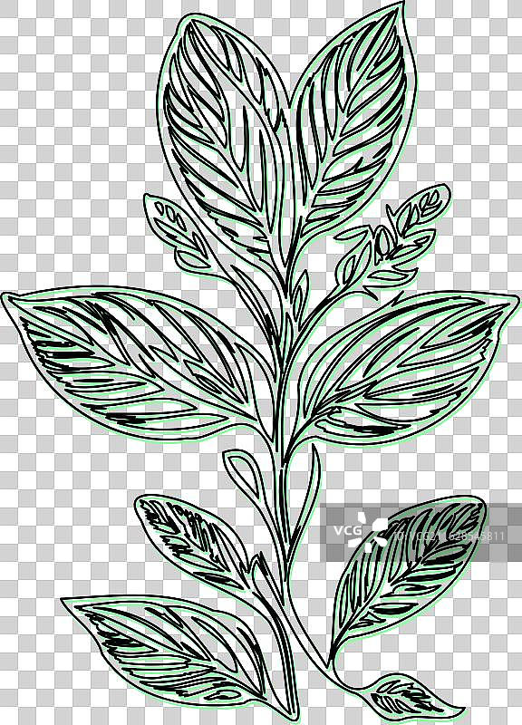 琉璃苣花植物草图轮廓阴影绿色图片素材