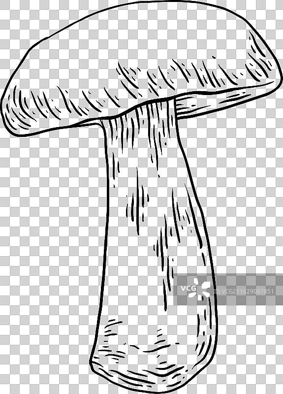 手绘蘑菇素描图片素材