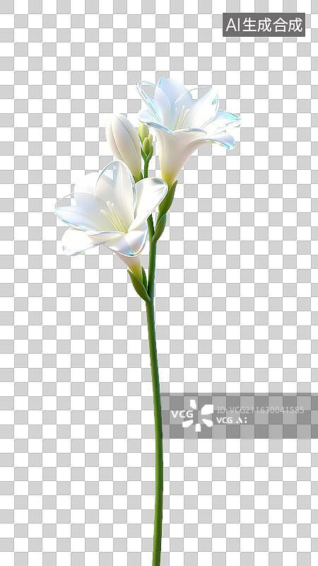 【AI数字艺术】白色剑兰花图片素材