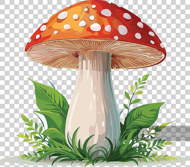 红蘑菇图片素材