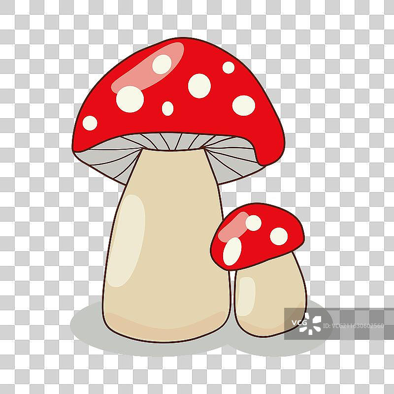 白色背景上色彩鲜艳的两种红蝇毒伞蘑菇图片素材