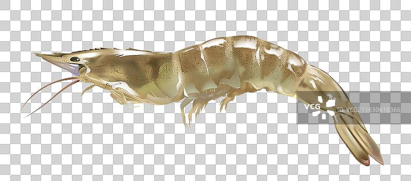 经济价值水产物种虾属节肢动物美食食物食材基围虾淡水虾子超写实插画图片素材
