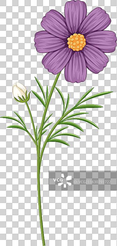 紫色宇宙花的细节，带有绿色图片素材