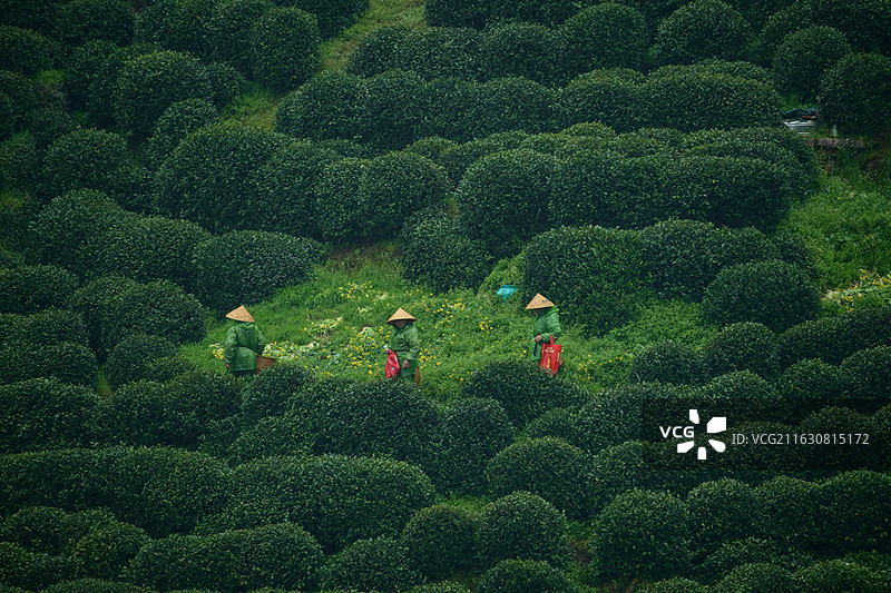 西湖茶农摄于龙井村图片素材