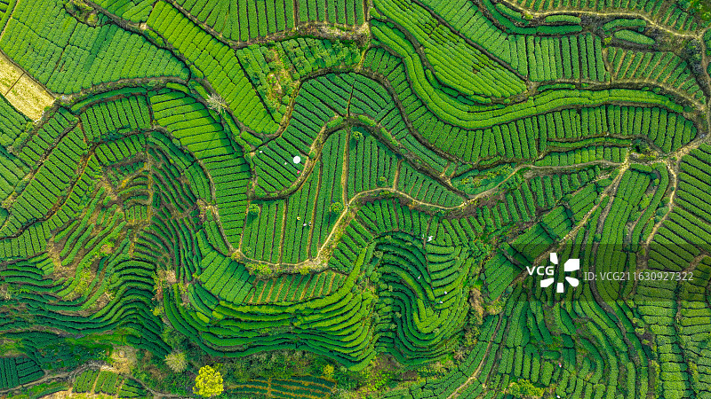 雅安名山茶园图片素材