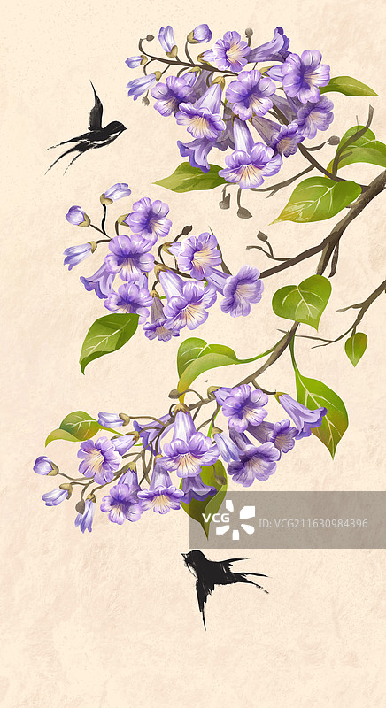 二十四节气之清明 梧桐花开图片素材