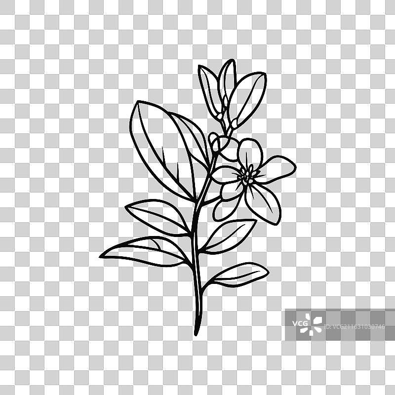 盛开的花朵和含苞待放的花蕾，枝条纤细雅致图片素材