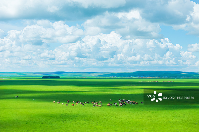 呼伦贝尔草原牧场 蓝天白云下的牛群漫步图片素材