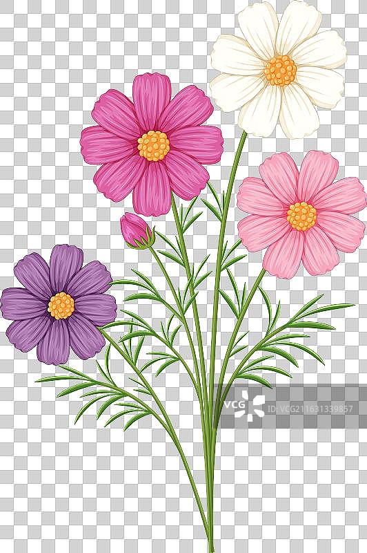 粉色、紫色和白色的鲜艳宇宙花图片素材