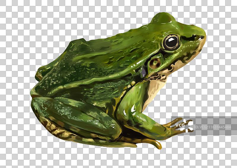 两栖动物爬虫类卵生青蛙蛙科儿童科普知识野生动物超写实插画图片素材