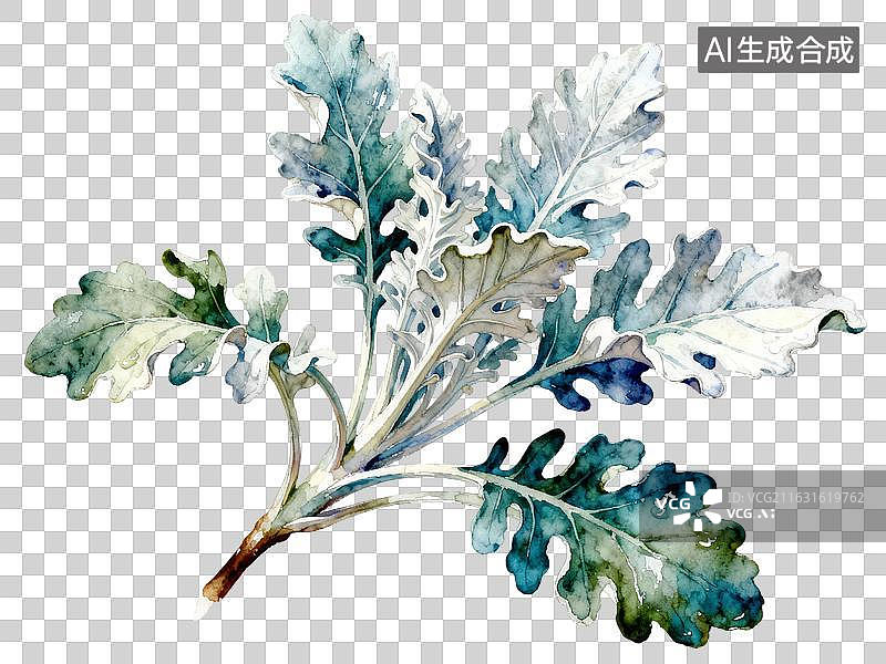 【AI数字艺术】银叶菊  包装水彩插画植物系列免抠图形图片素材