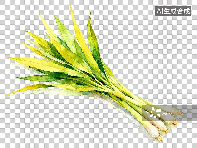 【AI数字艺术】韭葱 包装水彩插画植物系列免抠图形图片素材