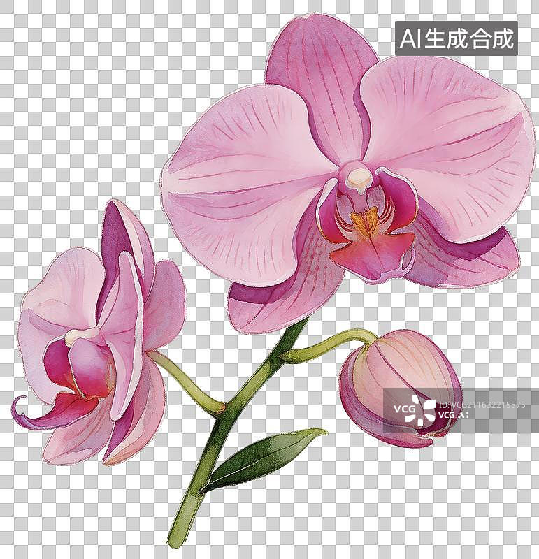 【AI数字艺术】手绘蝴蝶兰粉紫花卉插画图片素材
