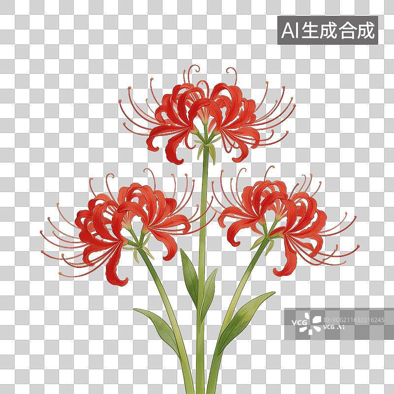 【AI数字艺术】手绘彼岸花红色花卉写实插画图片素材