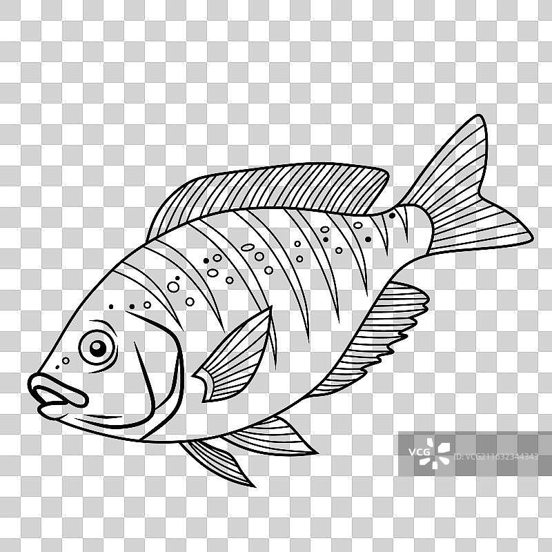优雅的线描罗非鱼图片素材