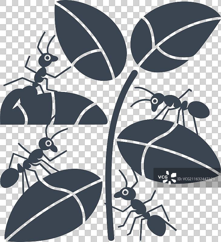 植物上的蚂蟻圖標图片素材