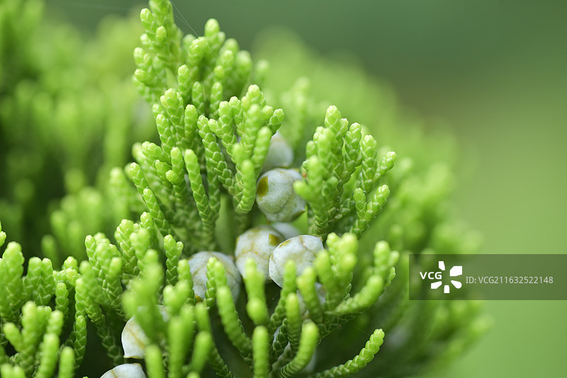 中国植物-Juniperus chinensis 'Kaizuca'龙柏图片素材