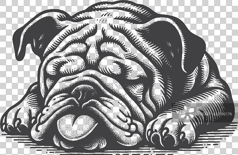 伸着舌头睡觉的复古手绘斗牛犬图片素材