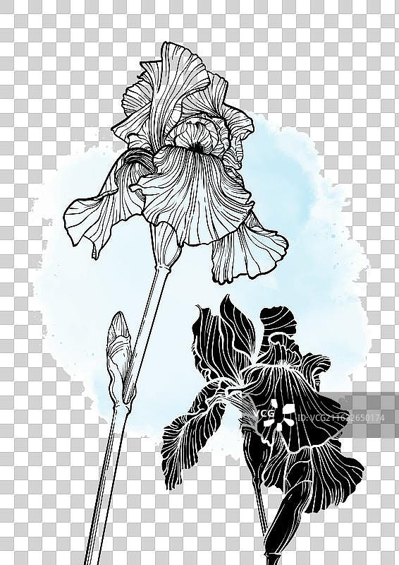 优雅的鸢尾花线条艺术海报图片素材