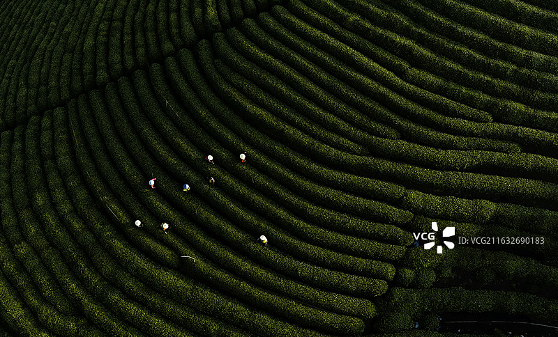 杭州春天西湖龙井茶园龙坞茶山风光图片素材