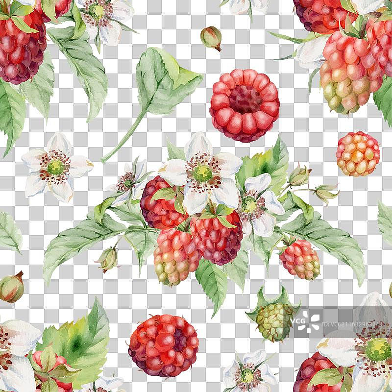 覆盆子 桑葚 花蕾 树叶 成熟图片素材