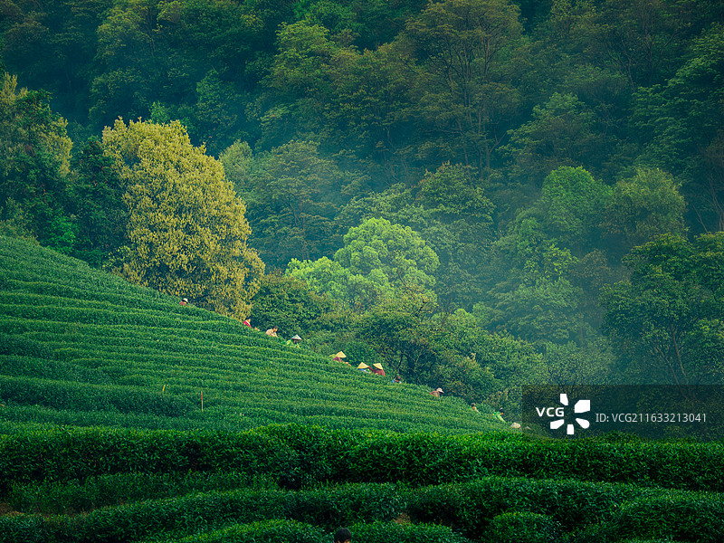 采春茶图片素材