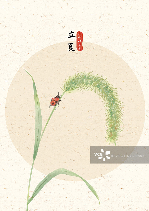 立夏节气狗尾巴草插画图片素材