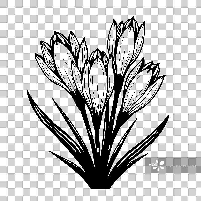 精致的番红花花卉，展现出细致的线条图片素材