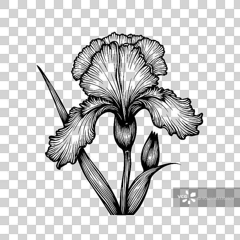 描绘精美花瓣的单色虹膜图图片素材