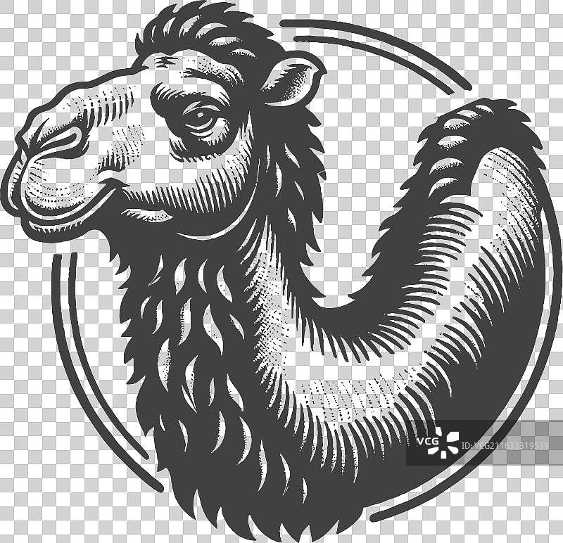 复古手绘单峰骆驼侧面肖像图片素材