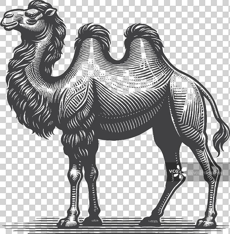 复古手绘单峰骆驼全身像图片素材