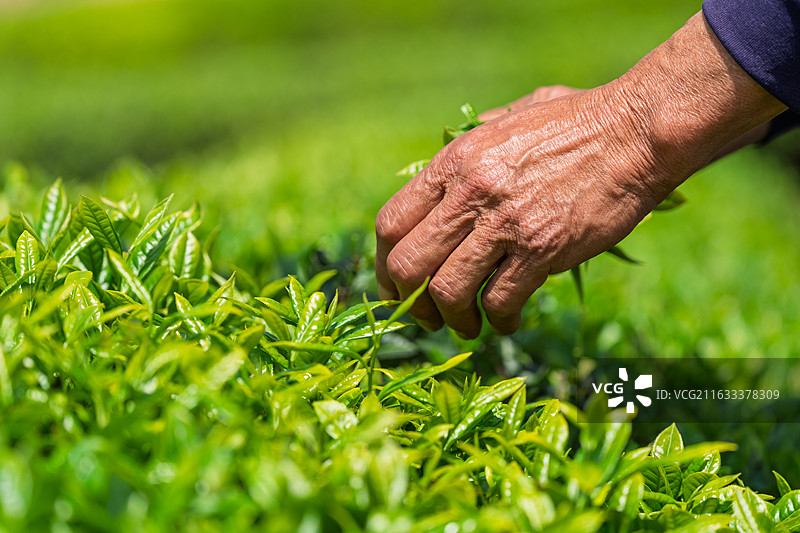春日茶园中老农采摘鲜嫩茶叶的场景图片素材