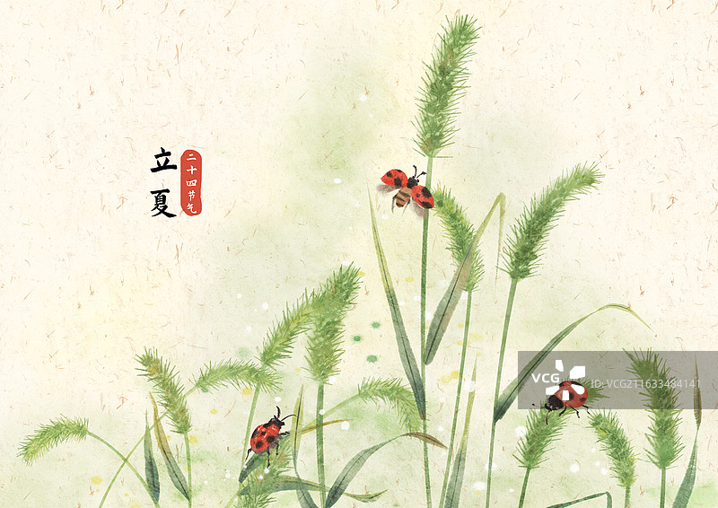 立夏节气狗尾巴草插画图片素材