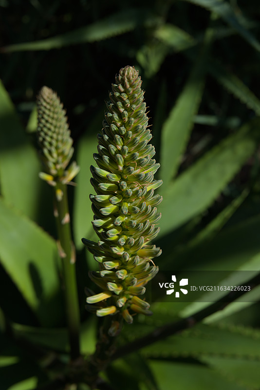 野外开花植物特写图片素材