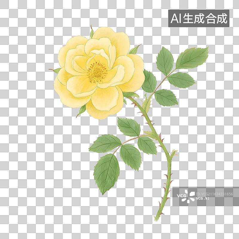 【AI数字艺术】本草黄刺玫瑰黄色野蔷薇插画免抠元素图片素材