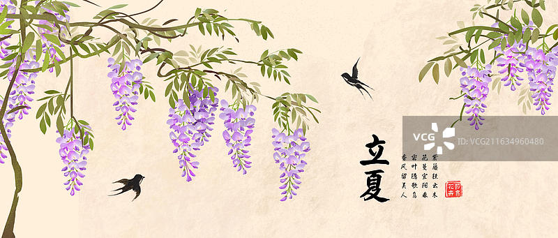 二十四节气立夏 花卉 紫藤花图片素材
