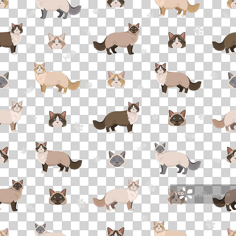 所有毛色的布偶猫剪贴画，所有猫图片素材
