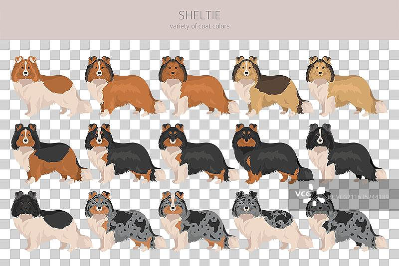 设得兰牧羊犬，不同姿势的剪贴画图片素材