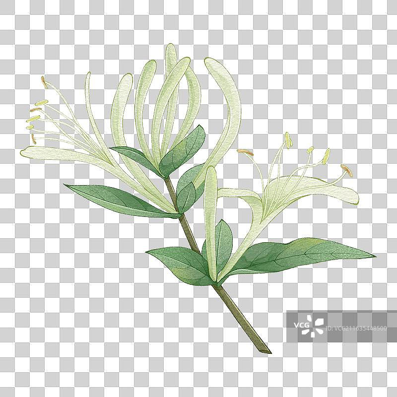 金银花中药水彩插画元素图片素材