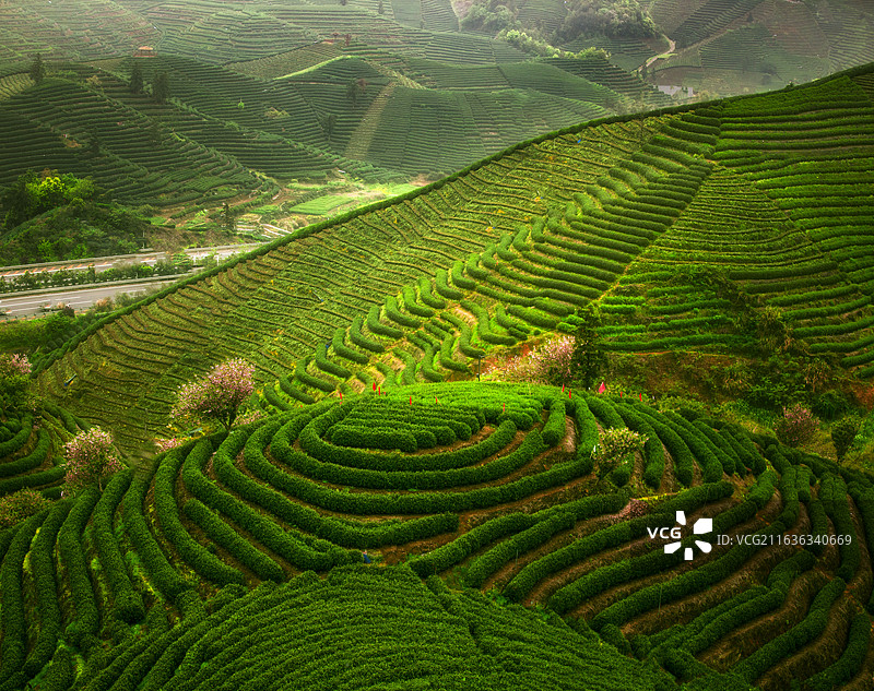 富阳拔山村的茶园和樱花图片素材