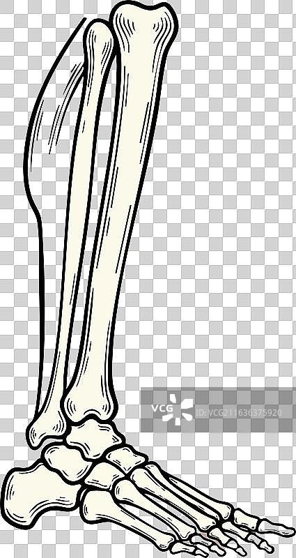 人类小腿和脚骨解剖图，细节详尽图片素材